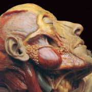 ANATOMY AND PHYSIOLOGY (LEC)