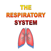 Respiratory System