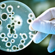 Microbiology 250