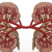 Urinary System