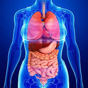 Human Physiology