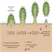 Immunology
