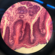 Histology