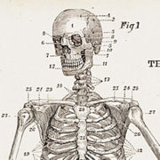 Anatomy : Semester 1 