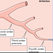 Ch 19 - Arteries And Veins