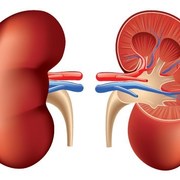 Renal