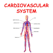 Cardiovascular system