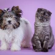 Dog and Cat Reproduction 