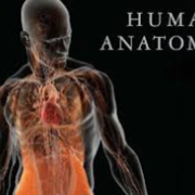 Anatomy