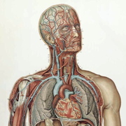 Anatomy