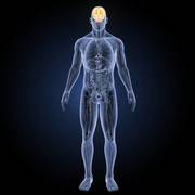 Nervous System