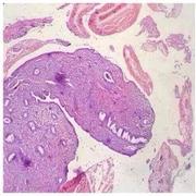 Histology