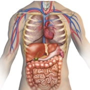Anatomy