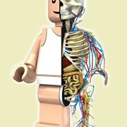 Anatomy