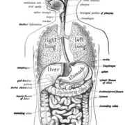 Digestive system
