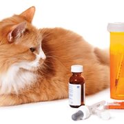 Pharmacology I - Vet125