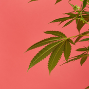 All about CBD + Hemp! 🍀