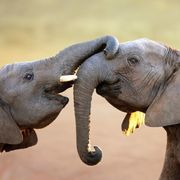 Behaviour and Communication