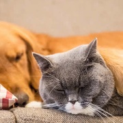 VET614_Small Animal Medicine