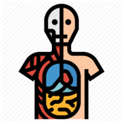 Gross Anatomy