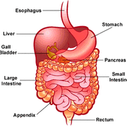 digestive system