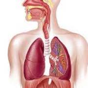 Respiratory MBBCh III