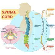 Zenuwstelsel: motoriek