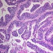 Histology