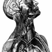 Anatomy & Physiology
