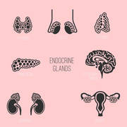 Fourth Year - Endocrine