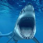 Marine animals