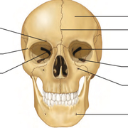 Head and Neck natomy