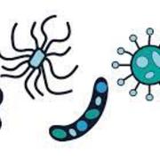 MICROBIO