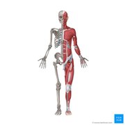 MUSCULOSKELETAL BIOLOGY