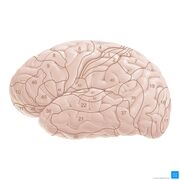 UCUENCA - Neuropsicología