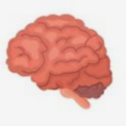 Neurologia