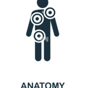 Anatomy