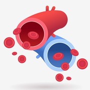 B2 - Tono Vascular.