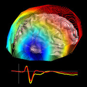 Cog Neuro