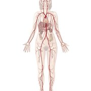 IMB Anatomy