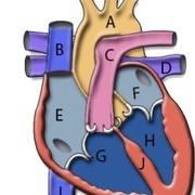 Additional Cardio Decks