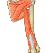 posterior scapular region