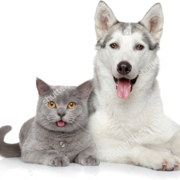Perros y Gatos I
