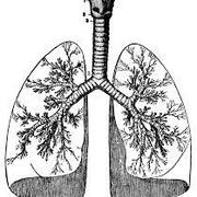 Respiratory System