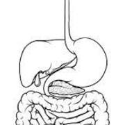 Gastrointestinal System