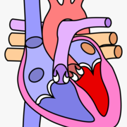 Cardiopulm