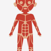 Musculoskeletal system (except head and neck)