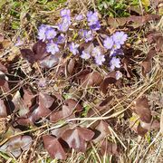 Blommor latinska namn