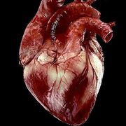 Cardiovascular system