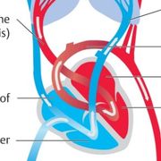 Anatomie des Gefäßsystems  CE06.01.